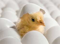 Chicken egg hatching