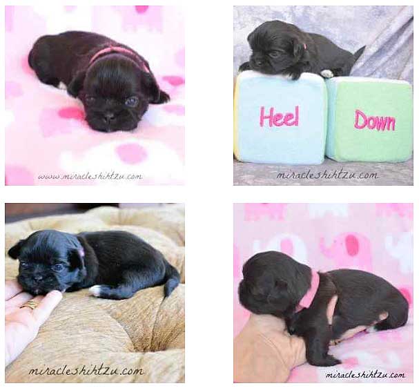 Side Hustle Dog Breeder puppies for adoption