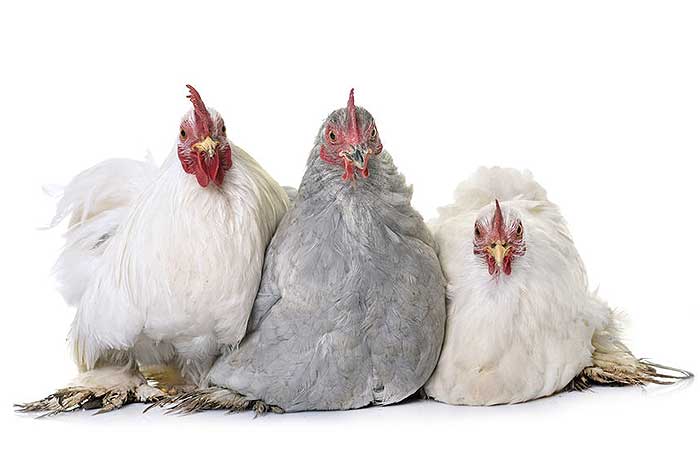 Three chickens, representing three monetization methods