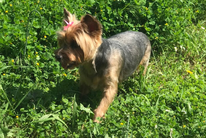 Photo of a Yorkie.