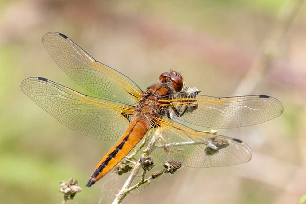 Wildlife photo of a rare chaser dragonfly