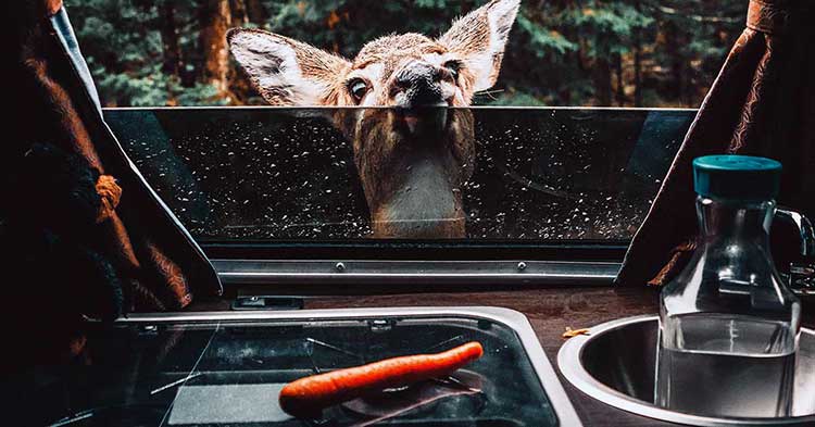 Yound deer peeking through narrow window opening to get a carrot 