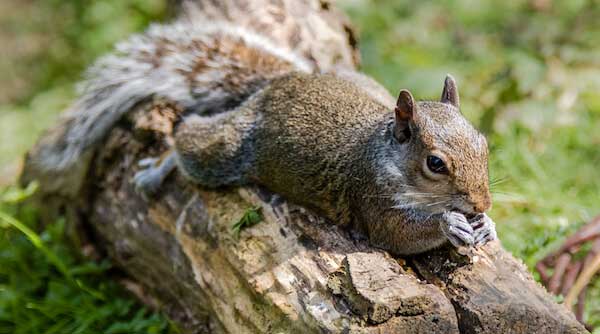 Gray squirrel chilling - Photography passive income in retirement