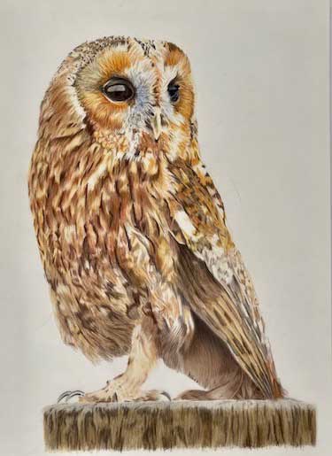 Hand drawn owl - Selling prints for retirement income